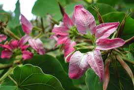 Image result for Bauhinia macrantha