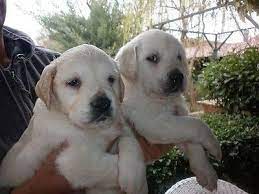 1 kedi 1 kopek sahiplendirme ilanlari kopek golden retriever kediler ve yavrulari