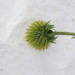 Image result for Lipotriche scandens