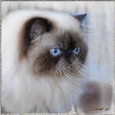 I didn't see any of my cats' names in your list. Silverdance Persians Breedstandard Of Persians Himalayan Colorpoint