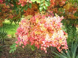 Image result for Cassia agnes