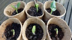 Zucchini kann man von juni bis oktober ernten. Zucchini Pflanzen Und Ernten So Gelingt Der Anbau Ndr De Ratgeber Garten Nutzpflanzen