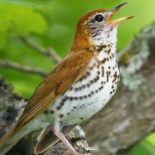 Wood Thrush American Bird Conservancy Bird Beautiful Birds Pretty Birds