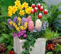 Un nou pod de flori peste prut. Imagini Cu Flori De PrimÄƒvarÄƒ Poze Care IÈ›i Dau Energie Antena 1