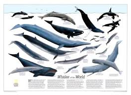 Whales Of The World Map Poster Print 79x59 Cm Amazon Co Uk
