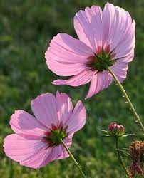 Cosmos Bipinnatus Cosmos Flowers Flowers Nature Flowers Photography