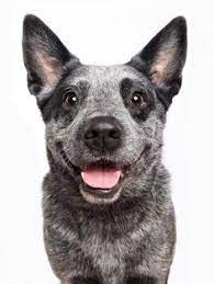 The australian cattle dog, on the other hand, comes from where his name implies. Jvgardengirl Jvgardengirl Profile Pinterest