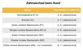 Образуйте предложения в präsens ( подсказка : Zahnwechsel Beim Hund Gesundheitszentrum Fur Kleintiere