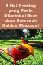 6 Hal Penting Yang Perlu Diketahui Saat Akan Beternak Golden Pheasant Burung Ayam