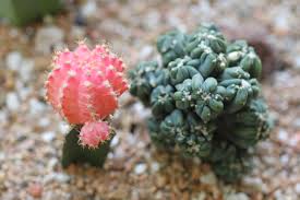 Image result for Senecio forbesii