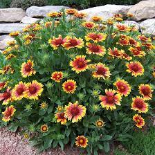We did not find results for: Arizona Sun Blanket Flower Gaillardia Grandiflora Arizona Sun High Country Gardens