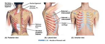 All the twelve ribs articulate posteriorly with the vertebrae of the spine. Unit 27 Thoracic Wall Flashcards Quizlet