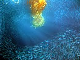 How does schooling help fish? Shoaling And Schooling Wikipedia
