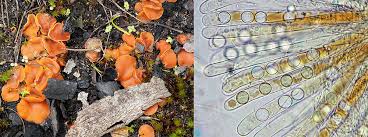 Image result for Porodisculus pendulus