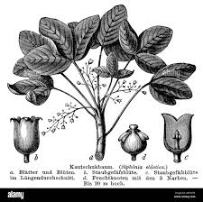 Image result for Hevea brasiliensis