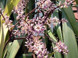 Image result for Cordyline stricta