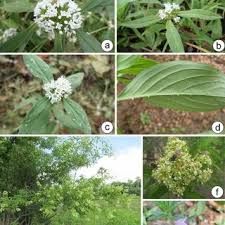 Image result for Laurembergia tetrandra