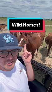 Wild Horses in Appalachian Mountains: Surprising Encounters and Amazing  Stories