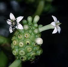 Image result for Morinda