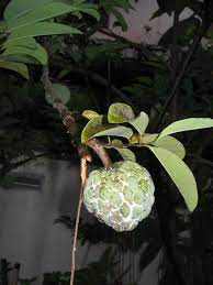 Maybe you would like to learn more about one of these? Buah Nona Wikipedia Bahasa Melayu Ensiklopedia Bebas