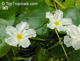 Image result for Nymphoides senegalensis