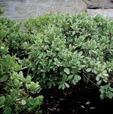 Image result for Pittosporum