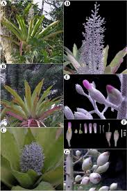 Image result for Aechmea mexicana