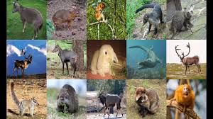Young kids love learning the alphabet with these animals that start with the letter o. What Animal Starts With The Letter N Seniorcare2share