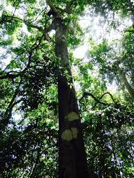 Image result for Lannea welwitschii