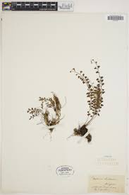 Image result for Asplenium dregeanum