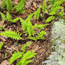 Image result for Polypodiaceae