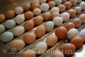 All voucher codes tested daily. The Cost Of Growing Corn Free Soy Free Free Range Eggs The Well Fed Homestead
