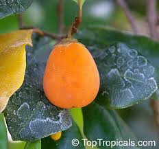 Image result for Oxyanthus goetzei