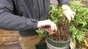 You are required to get another post preferable lightly large pot than the pots you were using previously. It S Fern Trimmin Time Youtube