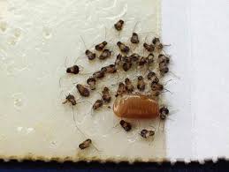 Identifying Insect Eggs Ehrlich Pest Control