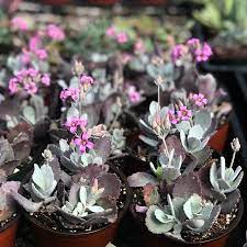 Pin Auf Love For Succulents