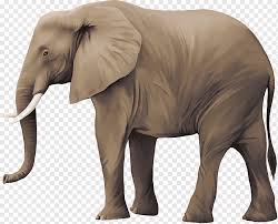 Sketsa gajah, gajah, gambar, karbon, pensil, lukisan, hitam dan putih,. Gajah Sketsa Hewan Gajah Png Pngwing