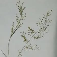 Image result for Eragrostis japonica