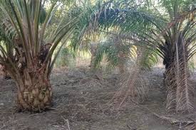 We did not find results for: Petani Sawit Desa Perupuk Hidup Dalam Kesusahan Mongabay Co Id Mongabay Co Id