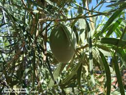 Image result for Marsdenia exellii