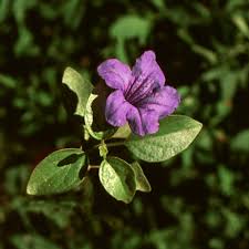 Image result for Ruellia praetermissa