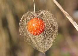 Physalis : sowing, planting and harvest calendar