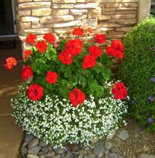 Flowers come in bright and pastel shades: Best Container Plants Bacopa Birds And Blooms