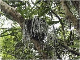 Image result for Vittaria elongata