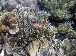 Mengabadikan sebuah pemandangan lautan bebas mungkin sudah hamparan lautan lepas berwarna biru seperti gambar pemandangan di atas terlihat begitu indah. Merapah Indah Di Raja Ampat Papua Kumparan Com