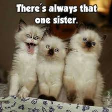 39 Funny Pictures That Will Make Your Day Cute Funny Animals Funny Cat Photos Funny Animal Jokes