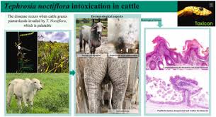 Image result for Tephrosia dasyphylla