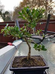 Bonsai trees and associated plants. Japanese Holly Tree Ilex Crenata Bulb