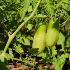 Image result for tomato San Marzano