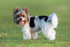 Image result for white yorkshire terrier